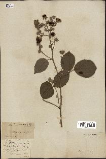 spécimen de Rubus dumetorum