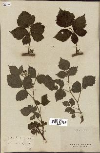 spécimen de Rubus dumetorum