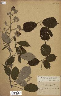 spécimen de Rubus duffortii