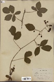 spécimen de Rubus divaricatus