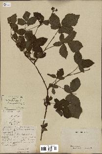 spécimen de Rubus divaricatus