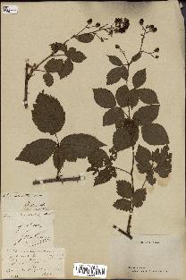 spécimen de Rubus divaricatus