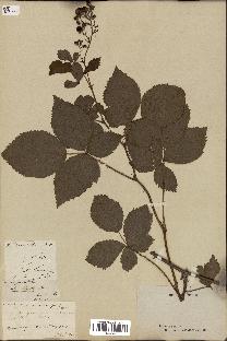 spécimen de Rubus divaricatus