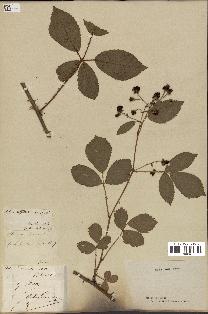 spécimen de Rubus divaricatus