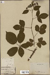 spécimen de Rubus divaricatus