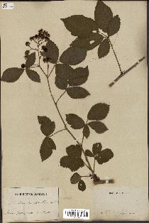 spécimen de Rubus divaricatus