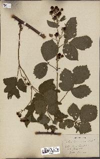 spécimen de Rubus divaricatus