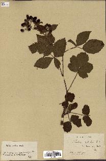 spécimen de Rubus divaricatus