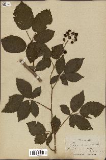 spécimen de Rubus divaricatus