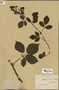 spécimen de Rubus erubescens