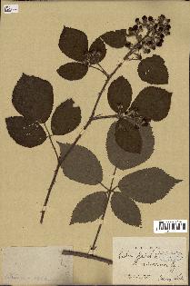 spécimen de Rubus ericetorum