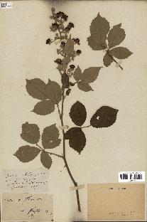 spécimen de Rubus flaccidus