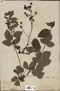 spécimen de Rubus fastigiatus