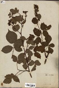 spécimen de Rubus fastigiatus