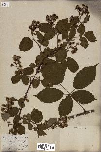 spécimen de Rubus fastigiatus