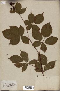 spécimen de Rubus fastigiatus