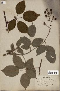 spécimen de Rubus fastigiatus