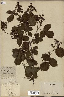 spécimen de Rubus fastigiatus