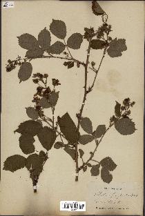 spécimen de Rubus fastigiatus