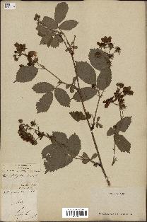 spécimen de Rubus fastigiatus