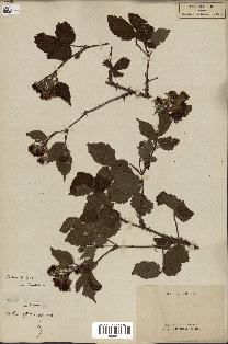 spécimen de Rubus sp.