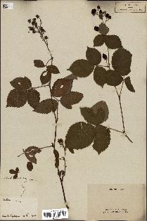 spécimen de Rubus sp.
