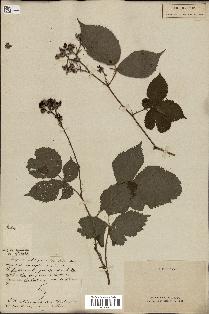 spécimen de Rubus sp.