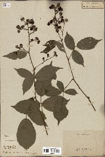 spécimen de Rubus sp.