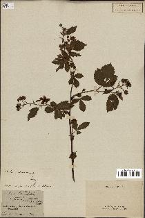 spécimen de Rubus sp.