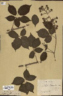 spécimen de Rubus adornatus