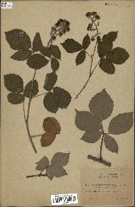 spécimen de Rubus sp.