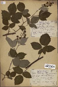 spécimen de Rubus sp.