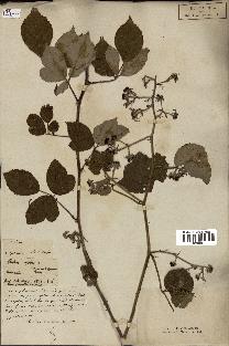 spécimen de Rubus sp.