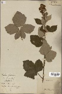 spécimen de Rubus sp.