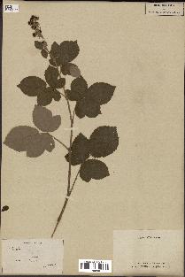 spécimen de Rubus sp.