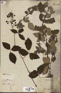 spécimen de Rubus sp.