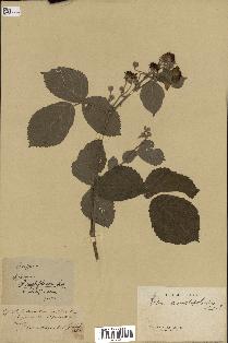 spécimen de Rubus amplifoliatus