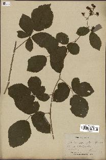 spécimen de Rubus alterniflorus