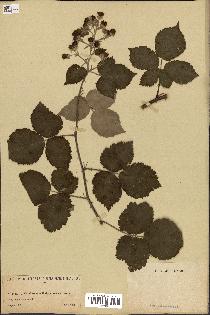 spécimen de Rubus sp.