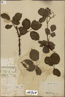 spécimen de Rubus affinis