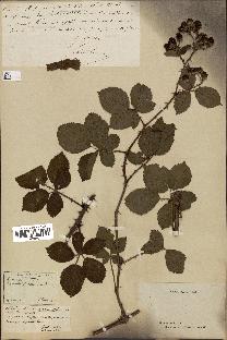 spécimen de Rubus affinis