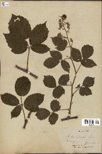 spécimen de Rubus adscitus