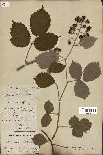 spécimen de Rubus adscitus