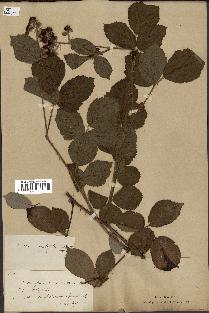 spécimen de Rubus fruticosus