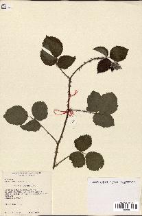 spécimen de Rubus fruticosus