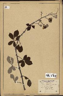 spécimen de Rubus fruticosus