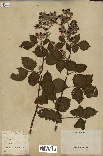 spécimen de Rubus fruticosus