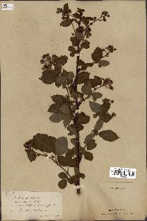 spécimen de Rubus fruticosus