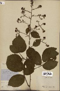 spécimen de Rubus formidabilis