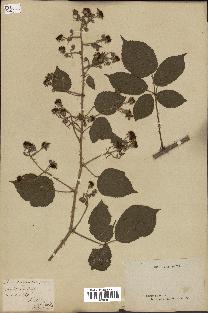 spécimen de Rubus foliosus